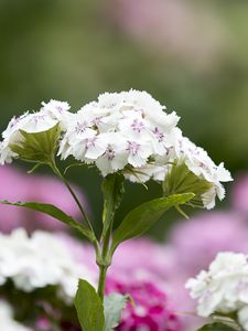 Preview wallpaper phloxes, flowers, petals, leaves, macro