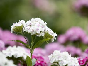 Preview wallpaper phloxes, flowers, petals, leaves, macro