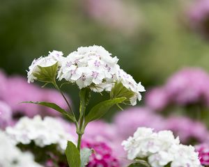 Preview wallpaper phloxes, flowers, petals, leaves, macro