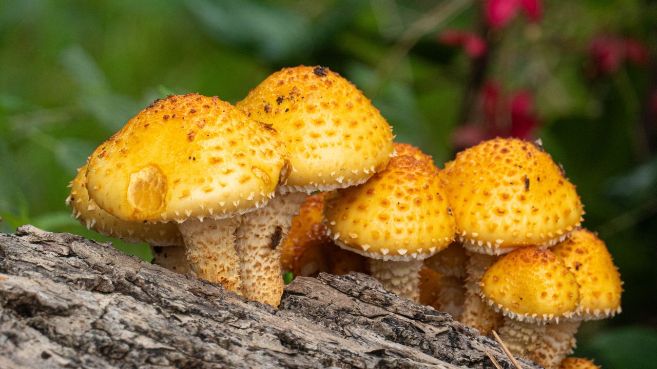 Wallpaper pholiota aurivella, mushrooms nature, blur