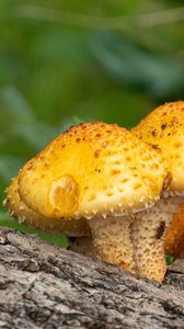 Preview wallpaper pholiota aurivella, mushrooms nature, blur