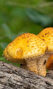 Preview wallpaper pholiota aurivella, mushrooms nature, blur