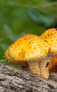 Preview wallpaper pholiota aurivella, mushrooms nature, blur