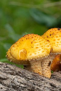 Preview wallpaper pholiota aurivella, mushrooms nature, blur
