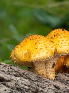 Preview wallpaper pholiota aurivella, mushrooms nature, blur