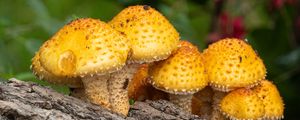 Preview wallpaper pholiota aurivella, mushrooms nature, blur