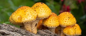 Preview wallpaper pholiota aurivella, mushrooms nature, blur