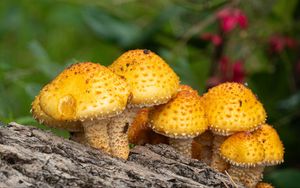 Preview wallpaper pholiota aurivella, mushrooms nature, blur