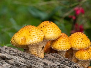 Preview wallpaper pholiota aurivella, mushrooms nature, blur
