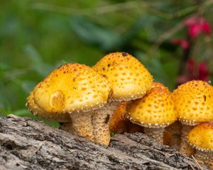 Preview wallpaper pholiota aurivella, mushrooms nature, blur