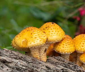 Preview wallpaper pholiota aurivella, mushrooms nature, blur