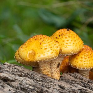 Preview wallpaper pholiota aurivella, mushrooms nature, blur