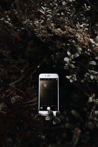 Preview wallpaper phone, bush, branches, photo