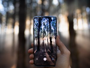 Preview wallpaper phone, hand, camera, forest, rays