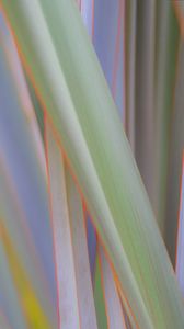 Preview wallpaper phormium, leaves, plant, macro