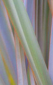 Preview wallpaper phormium, leaves, plant, macro