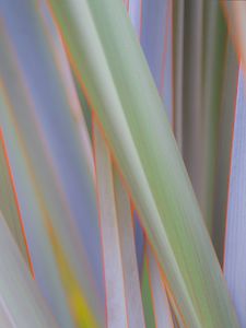 Preview wallpaper phormium, leaves, plant, macro