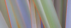 Preview wallpaper phormium, leaves, plant, macro