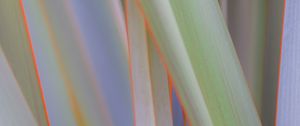 Preview wallpaper phormium, leaves, plant, macro