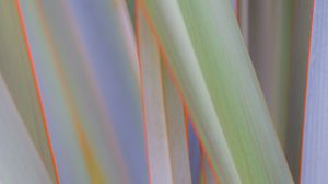 Preview wallpaper phormium, leaves, plant, macro