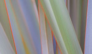 Preview wallpaper phormium, leaves, plant, macro