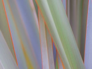 Preview wallpaper phormium, leaves, plant, macro