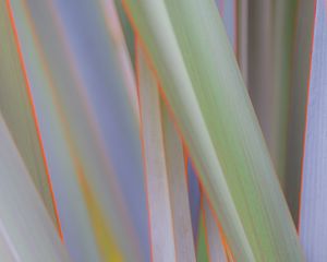 Preview wallpaper phormium, leaves, plant, macro