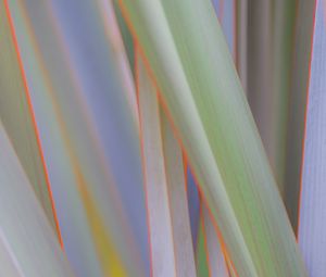 Preview wallpaper phormium, leaves, plant, macro