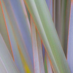 Preview wallpaper phormium, leaves, plant, macro