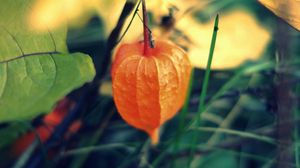 Preview wallpaper physalis, chinese, plant, close-up