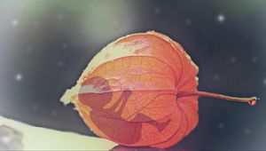 Preview wallpaper physalis, flower, bud, baby