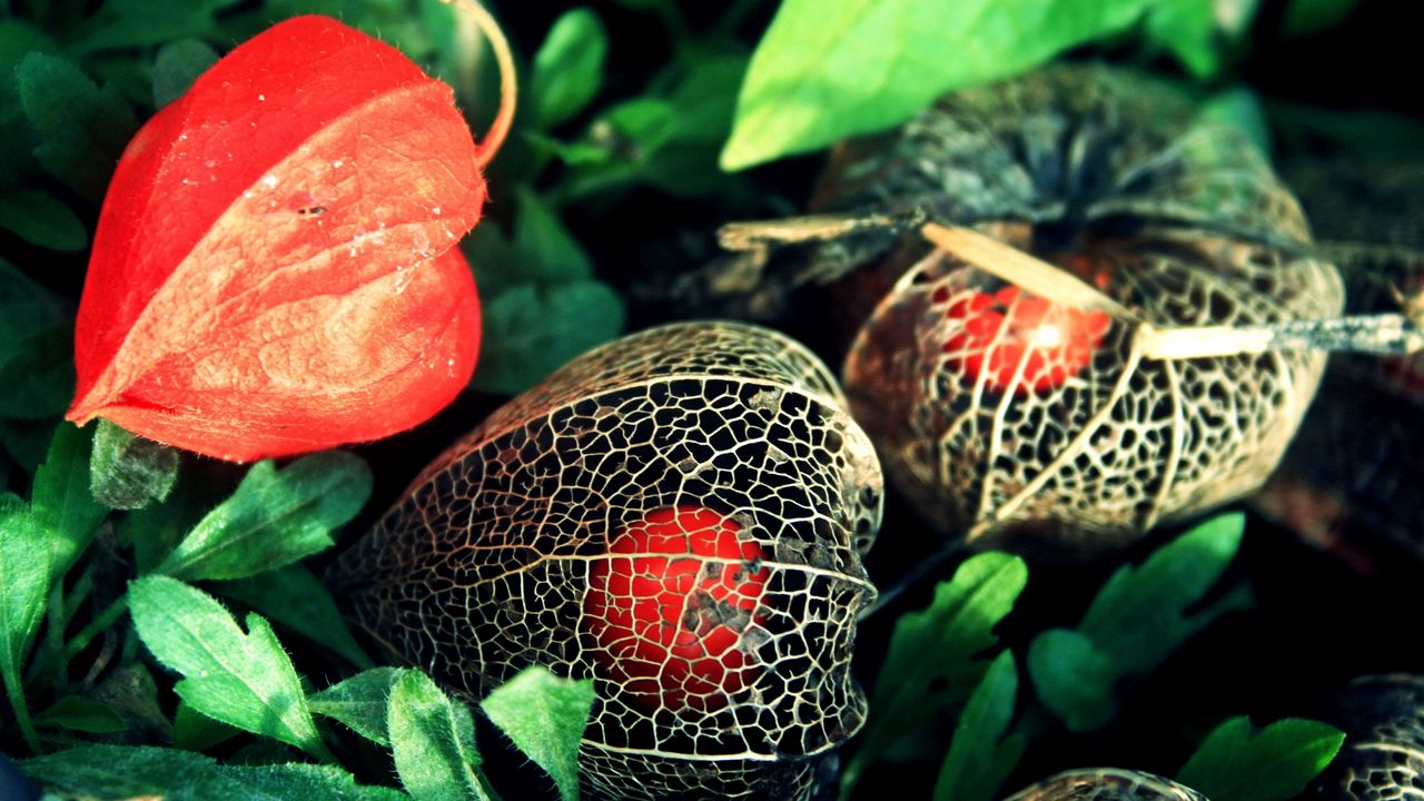 Wallpaper physalis, flowers, berries, background