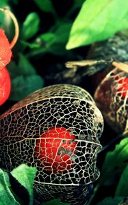 Preview wallpaper physalis, flowers, berries, background