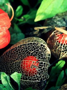 Preview wallpaper physalis, flowers, berries, background