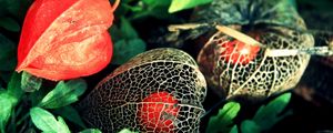 Preview wallpaper physalis, flowers, berries, background