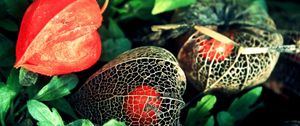 Preview wallpaper physalis, flowers, berries, background