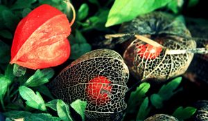 Preview wallpaper physalis, flowers, berries, background