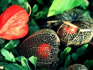 Preview wallpaper physalis, flowers, berries, background