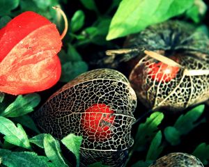 Preview wallpaper physalis, flowers, berries, background