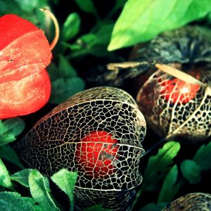 Preview wallpaper physalis, flowers, berries, background