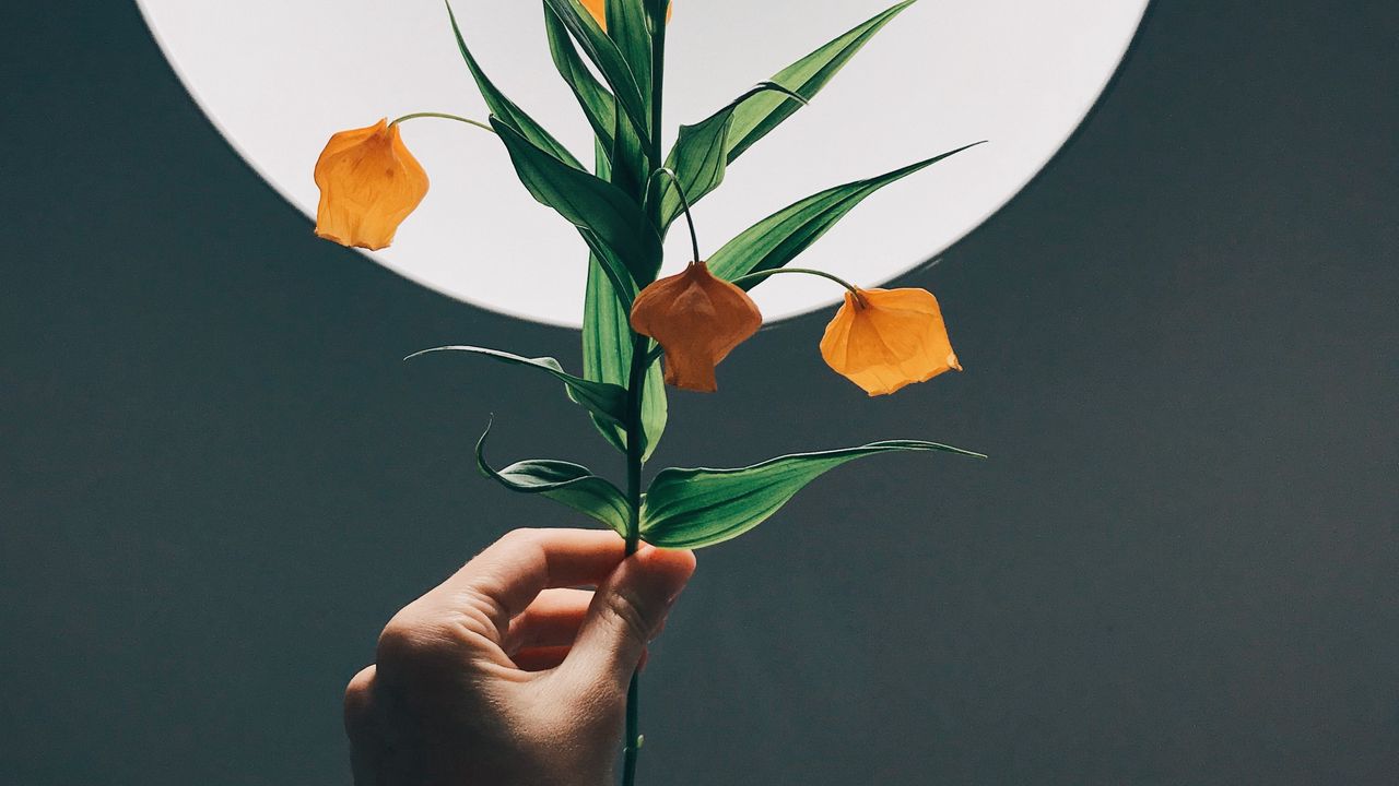 Wallpaper physalis, hand, plant, lamp, glow