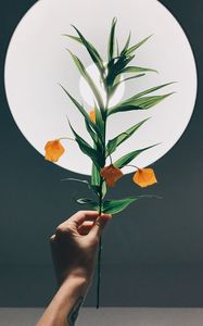 Preview wallpaper physalis, hand, plant, lamp, glow