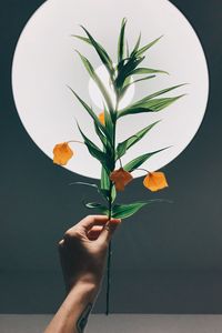 Preview wallpaper physalis, hand, plant, lamp, glow