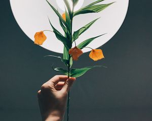 Preview wallpaper physalis, hand, plant, lamp, glow