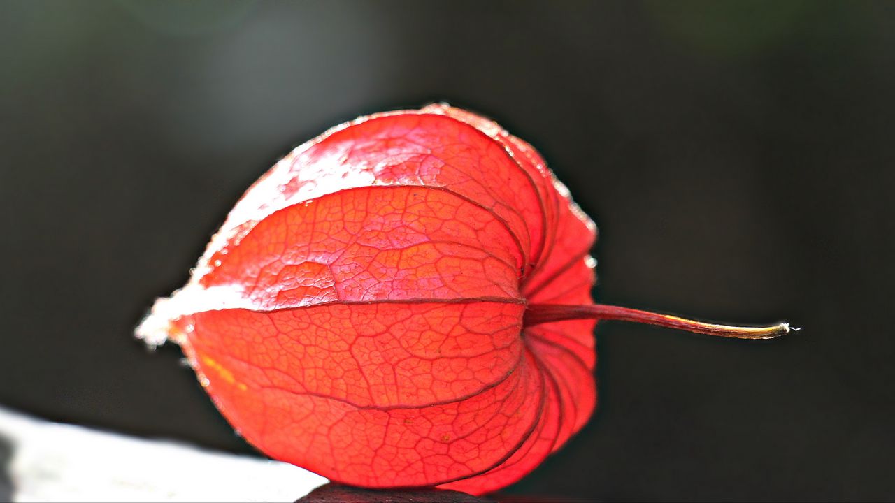 Wallpaper physalis, plant, close-up