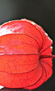 Preview wallpaper physalis, plant, close-up