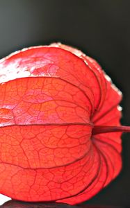 Preview wallpaper physalis, plant, close-up