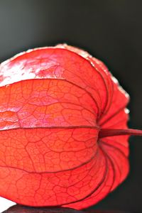 Preview wallpaper physalis, plant, close-up