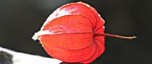 Preview wallpaper physalis, plant, close-up