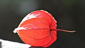 Preview wallpaper physalis, plant, close-up